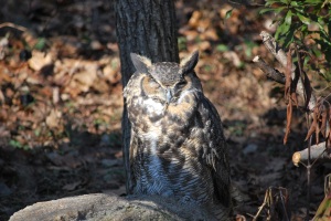 Owl at Maymont - Last photo taken with my Nikon D60